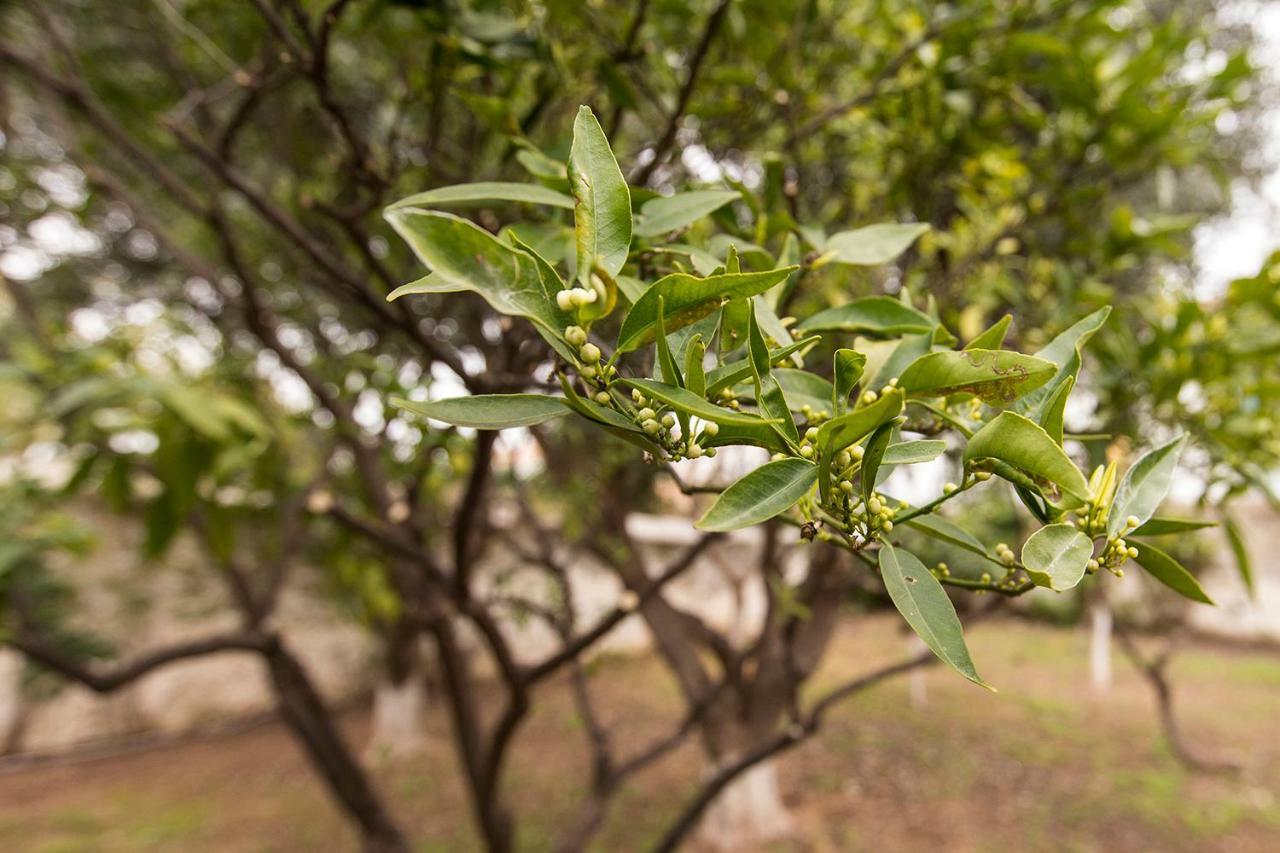 Two Olive Trees Pension Spétses Buitenkant foto